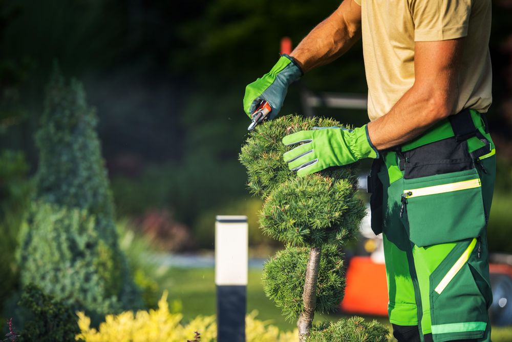 Our expert Pruning service will enhance the health and aesthetic appeal of your plants by removing dead or overgrown branches, promoting new growth and creating a well-maintained landscape for you. for A&D Lawn Care of Lakeland in Lakeland, FL