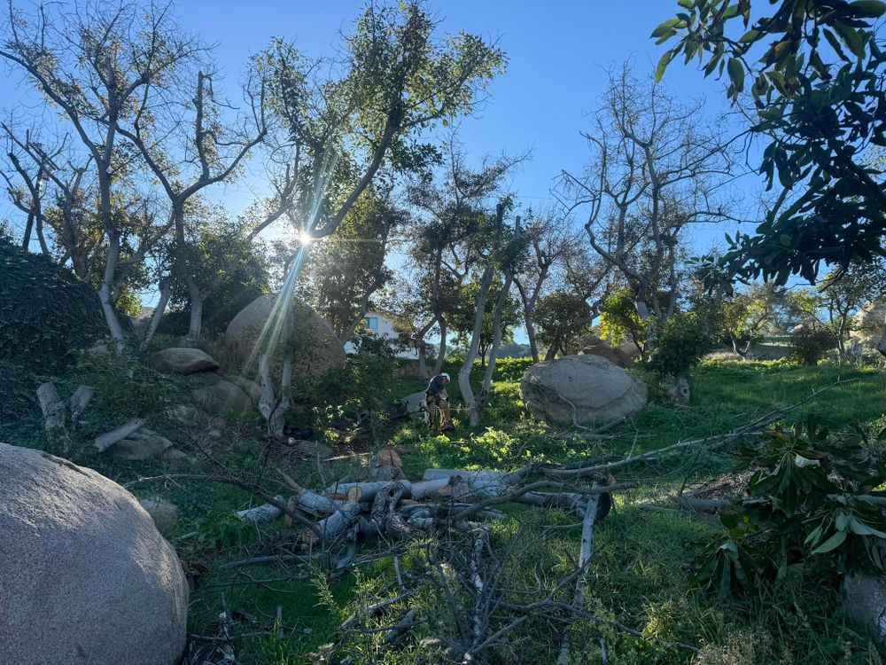 All Photos for The Tree Fairy in Temecula, CA