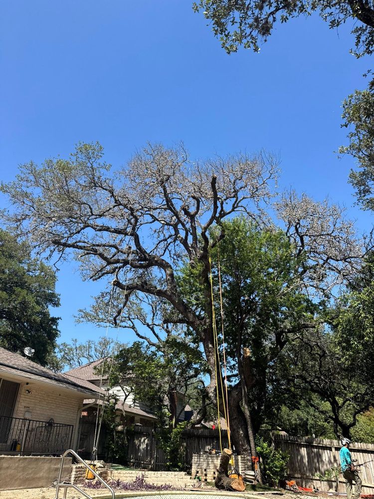 All Photos for Z’s Trees LLC in Grey Forest, TX
