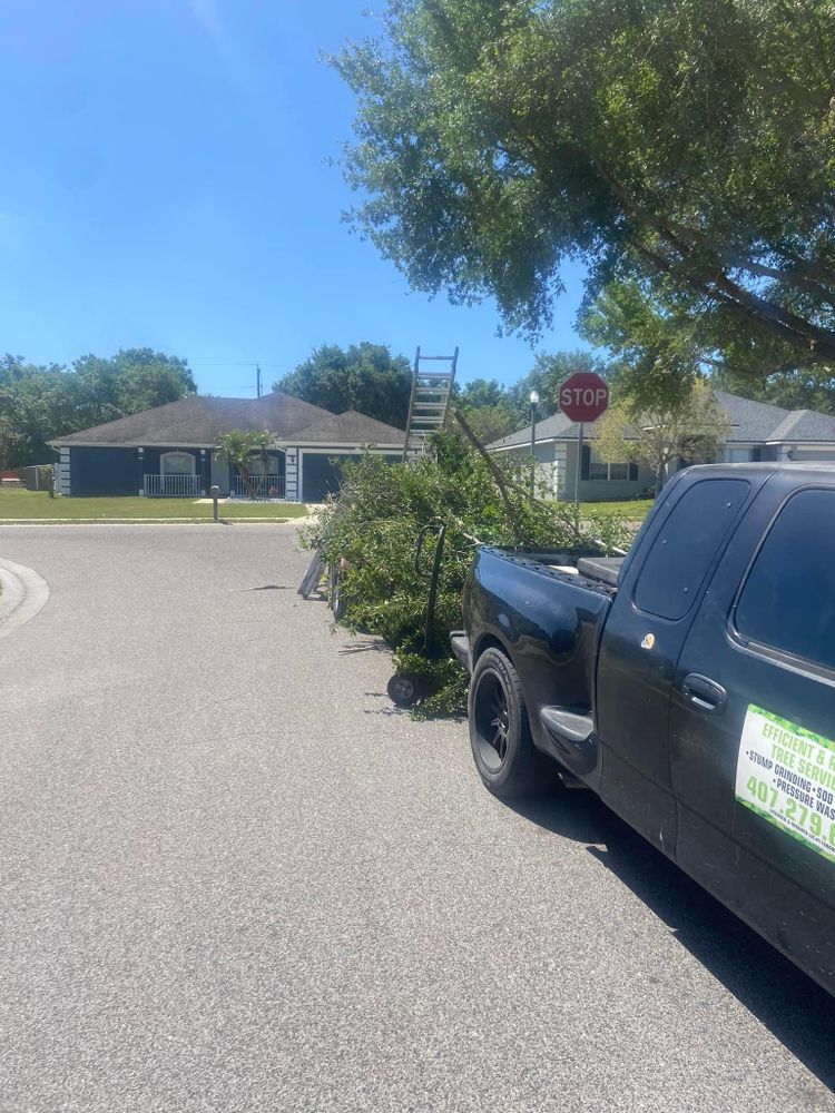 Fall and Spring Clean Up for Efficient and Reliable Tree Service in Lake Wales, FL