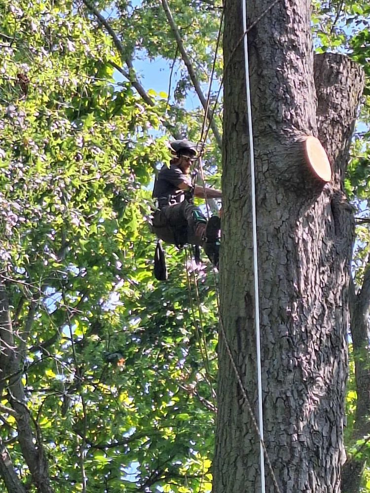 All Photos for Highborn Tree Service in Wheatfield, IN