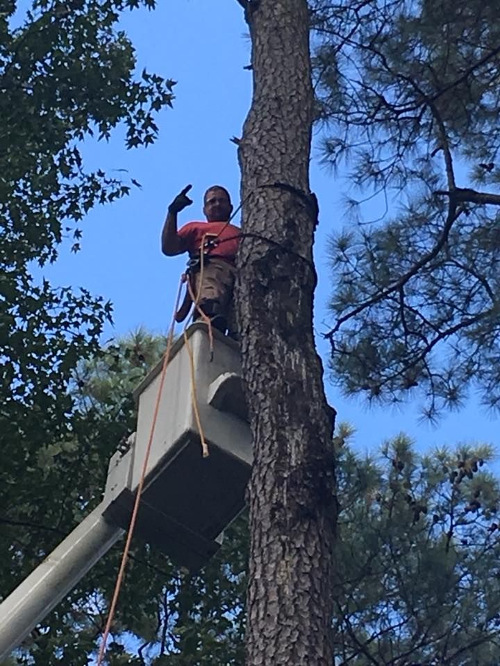 Tree Services for Leonard’s Tree Service in Toano, VA