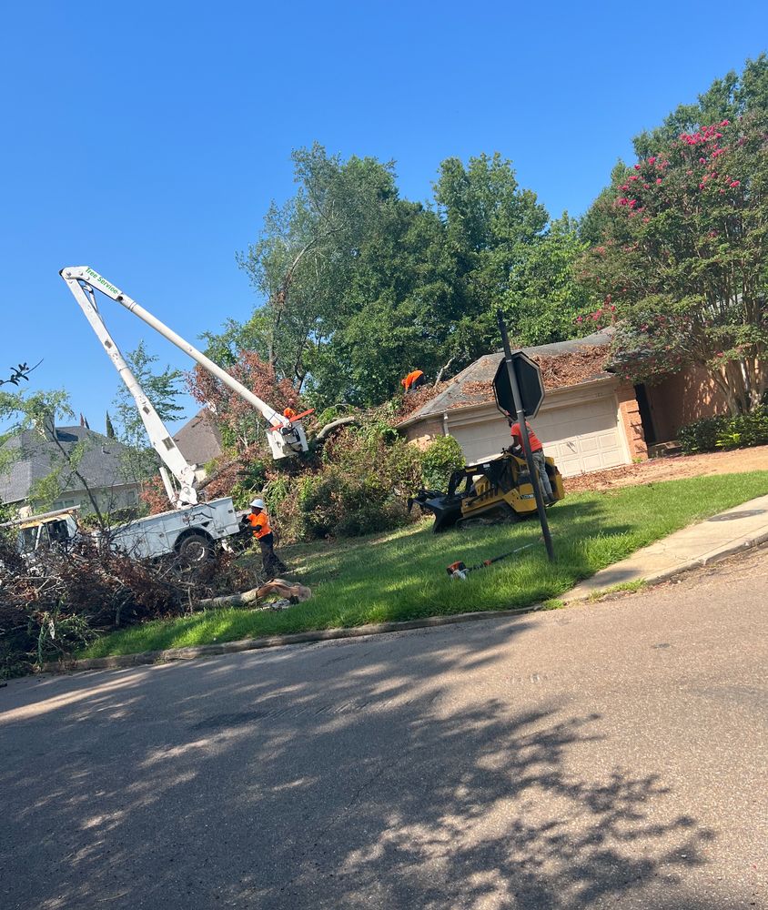 All Photos for Action Tree & Debris Removal in Jackson,  MS