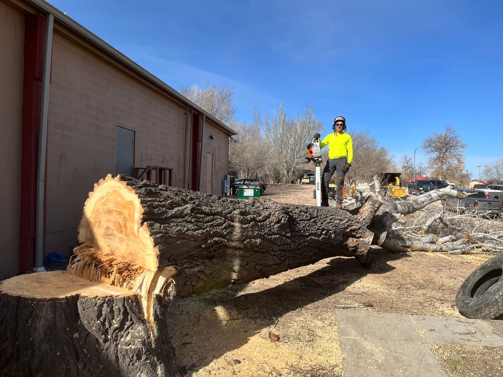 Our Tree Removal service provides safe and efficient removal of unwanted trees from your property, ensuring minimal disruption to your landscape while enhancing the safety and aesthetic appeal of your home. for Clean Cut Tree Service in Gillette, WY