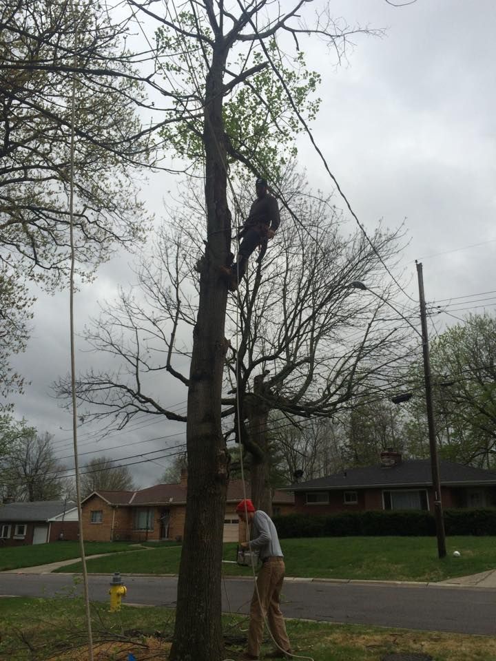 Precision Tree Service, Inc. team in Ryland Heights, KY - people or person