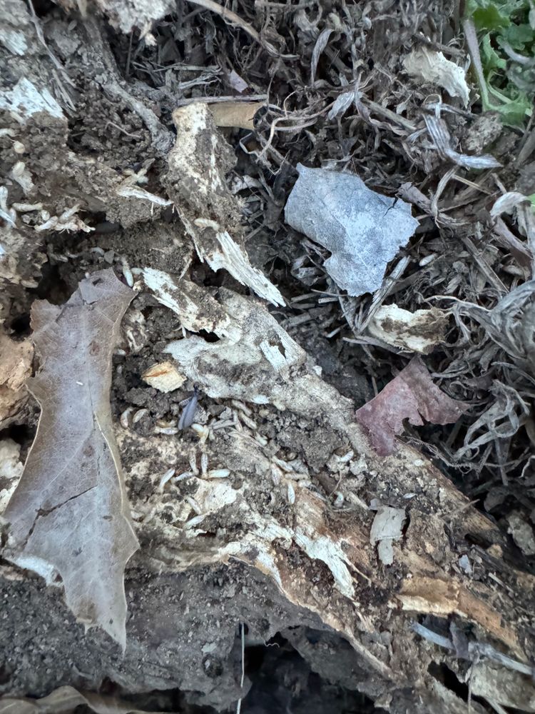 Termite for All-In Pest Control & Home Solutions in Greene County, IN