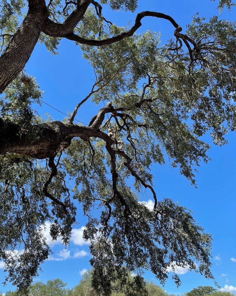 All Photos for Braun Tree Service in Cameron, TX