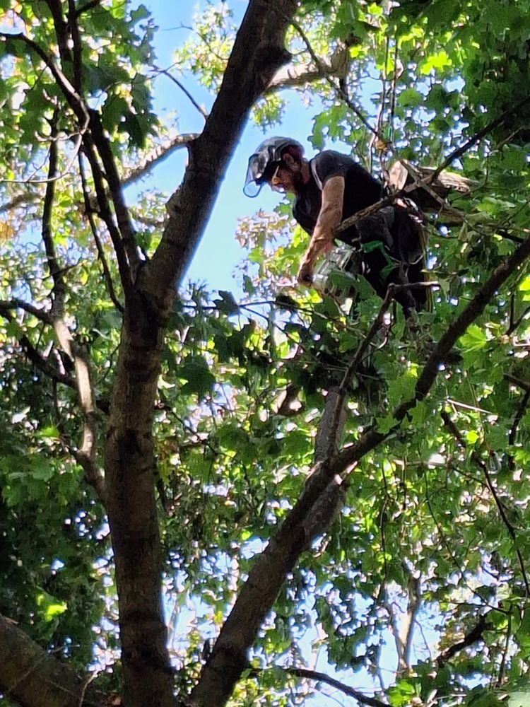 All Photos for Highborn Tree Service in Wheatfield, IN