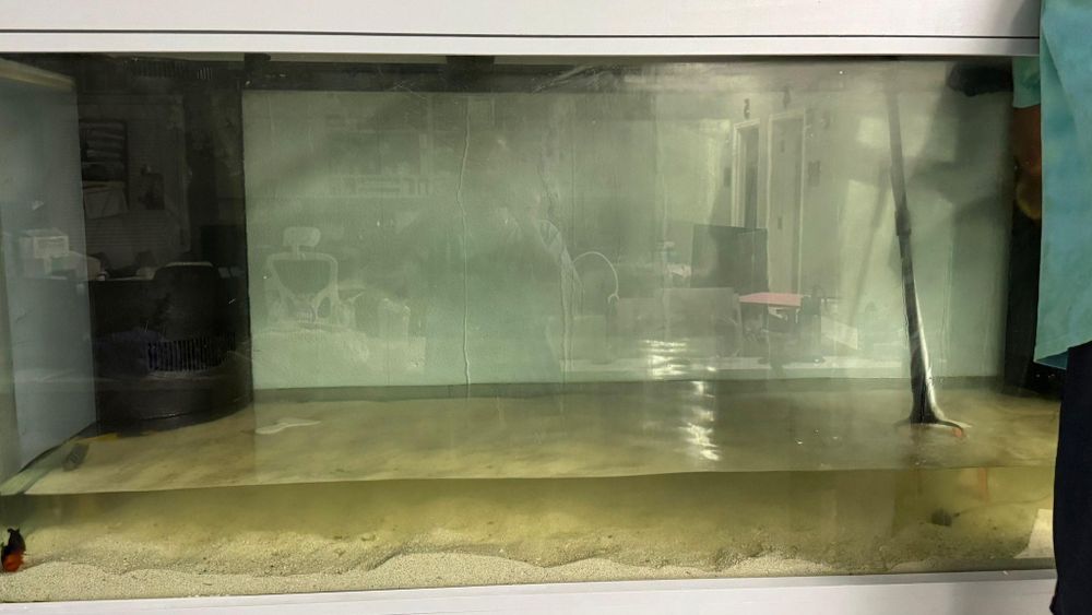 Aquarium Maintenance for Aquariums by Sharyn in The State of Florida, FL