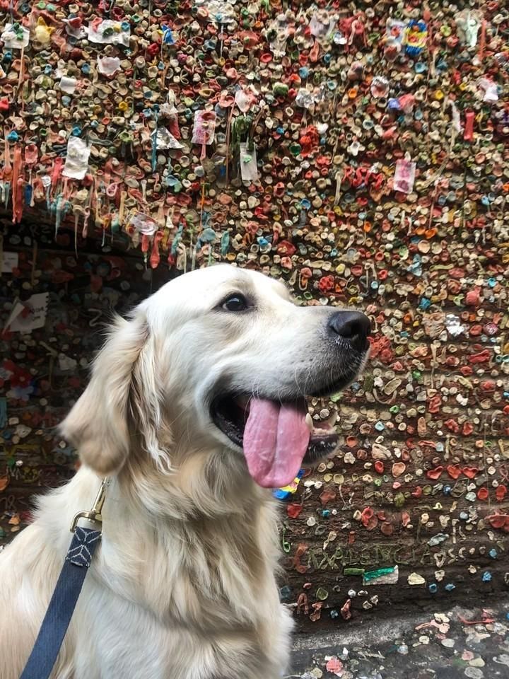 All Photos for Dumbo's Doggy Doors in City of Sammamish, WA