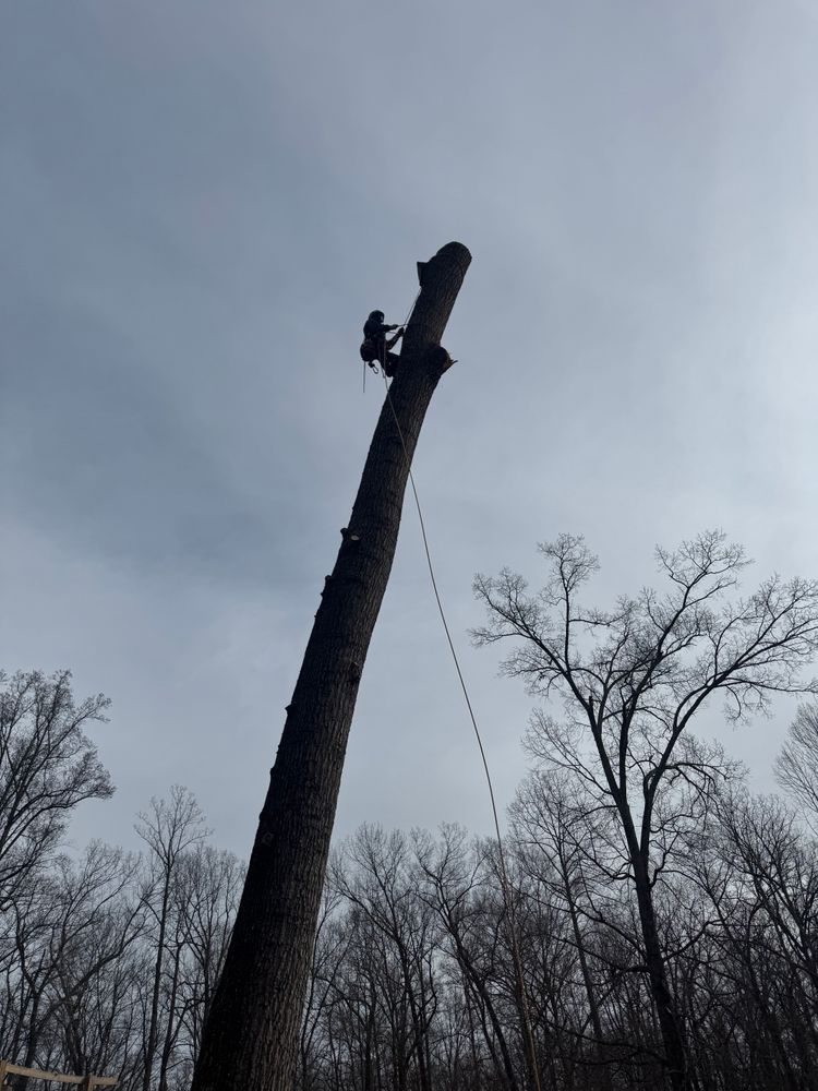 All Photos for Branch Out Tree Care LLC in Fredericksburg, VA