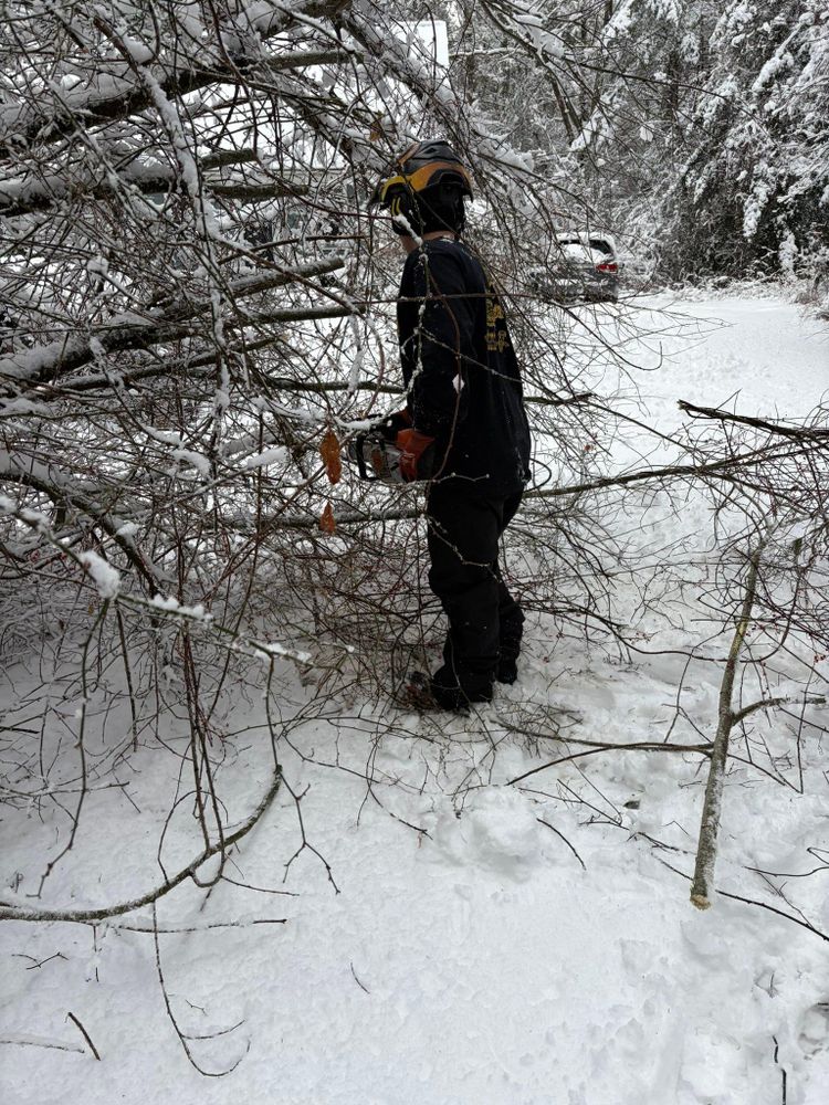 All Photos for Dwights Tree Service in Middleborough, MA