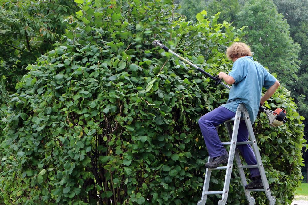 Tree Care Service for Big Island Coconut Company in Pilialoha, HI