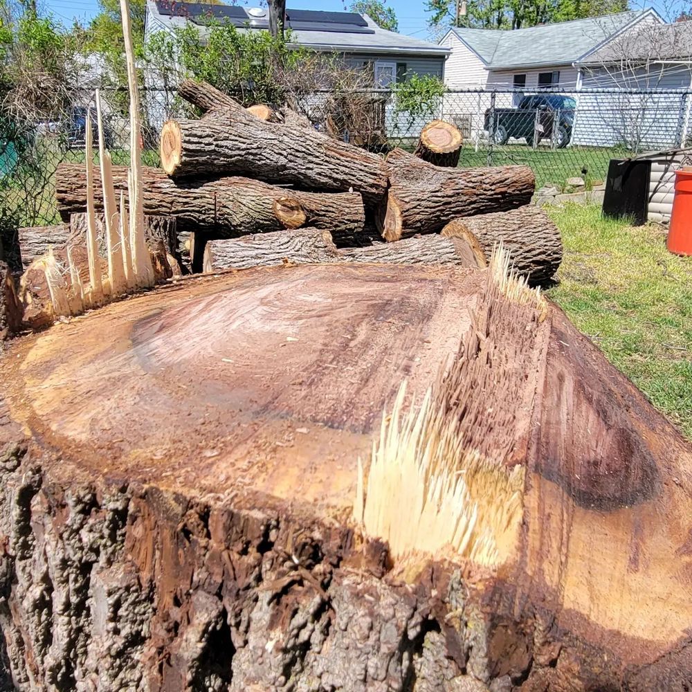 We offer professional stump removal services to fully eliminate unsightly tree stumps from your property, ensuring a clean and clear landscape that is safe and aesthetically pleasing. for Timber Arts Tree Service in Lindenwold, NJ 