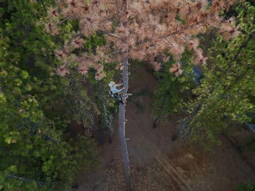 Tree Removal for Tyco Forest Management in Placerville, CA