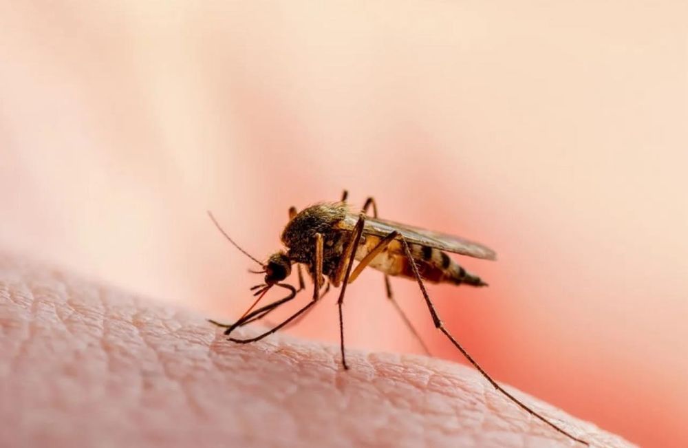 Our Flea & Tick Control service protects your home and yard by effectively eliminating pests, ensuring a safe environment for your family and pets to enjoy the outdoors worry-free. for Green Pro Lawn Care in Greensboro, NC