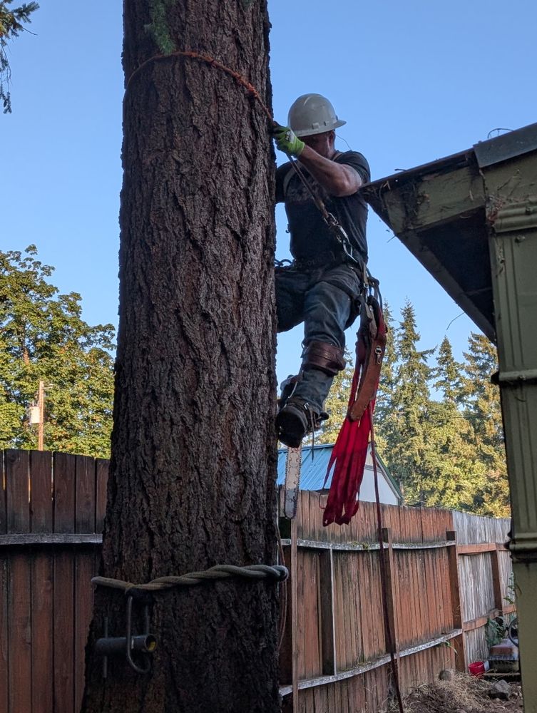 All Photos for Clippys Tree Pros in Stayton, OR