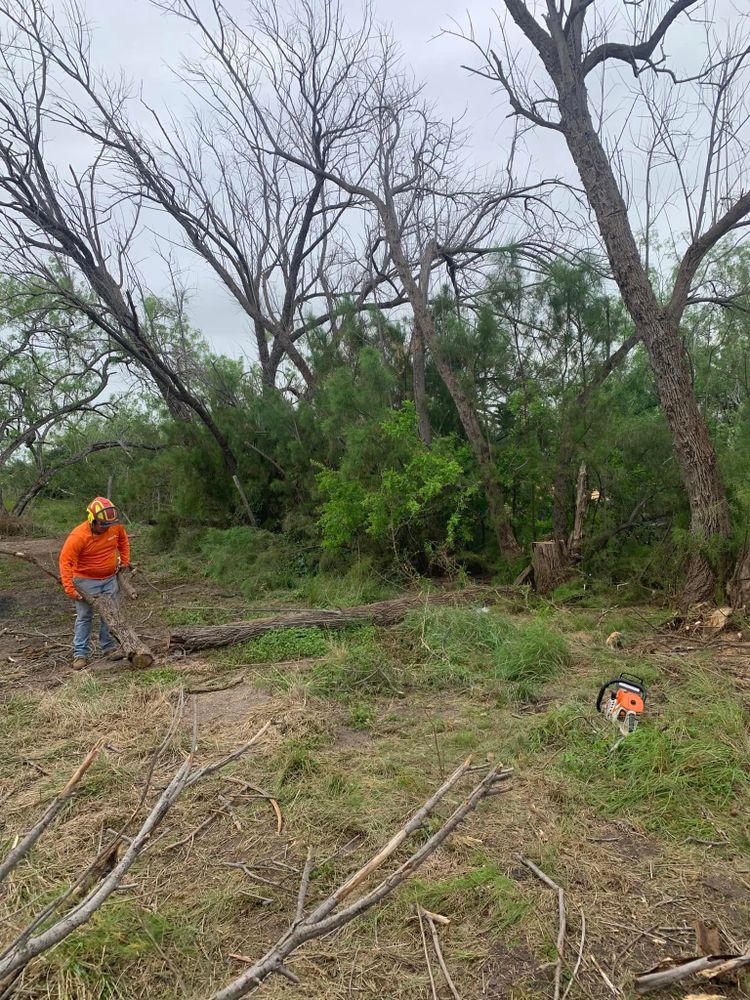 Pruning Services  for Braun Tree Service  in Floresville, Texas