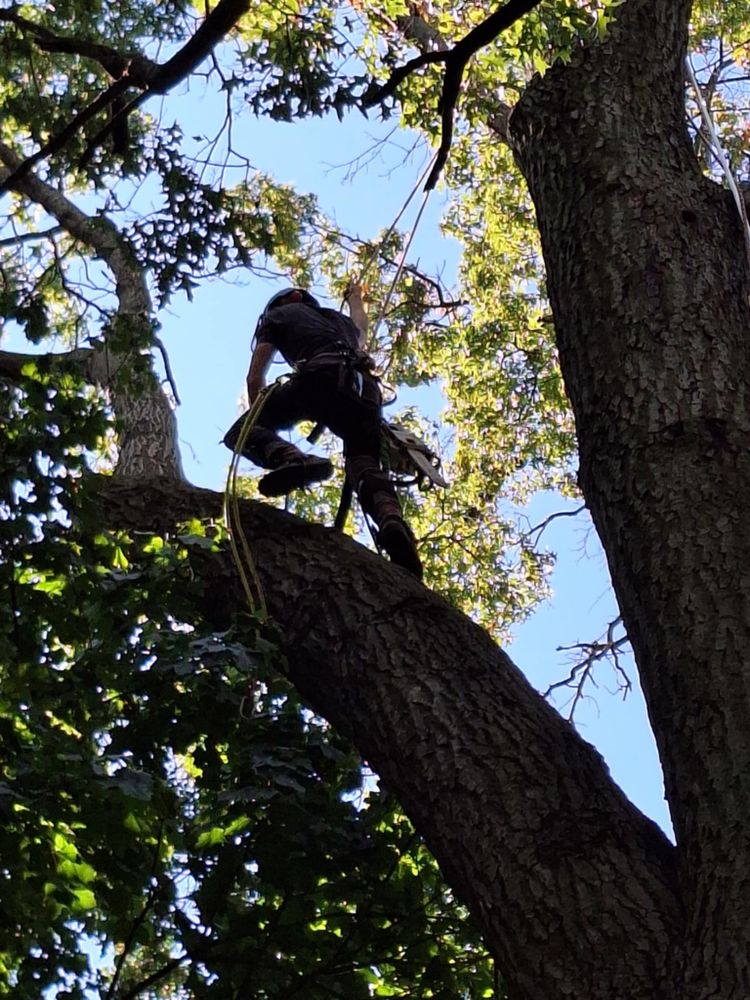 All Photos for Highborn Tree Service in Wheatfield, IN