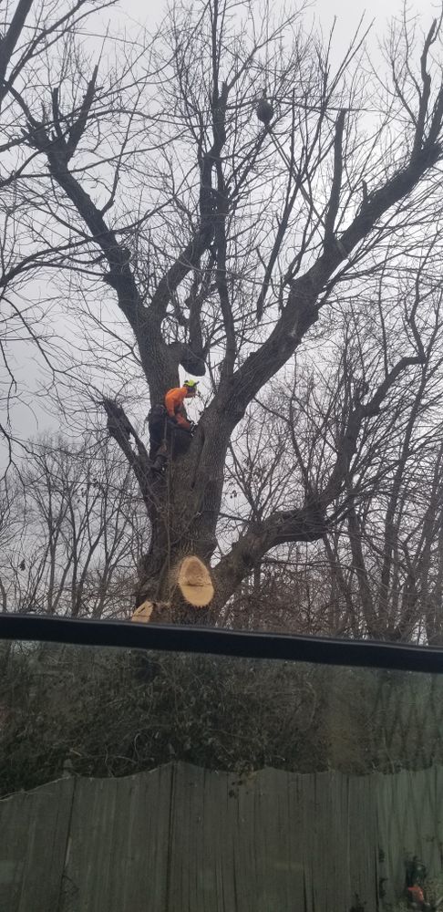 All Photos for Advanced Tree Solutions in Rockville, IN