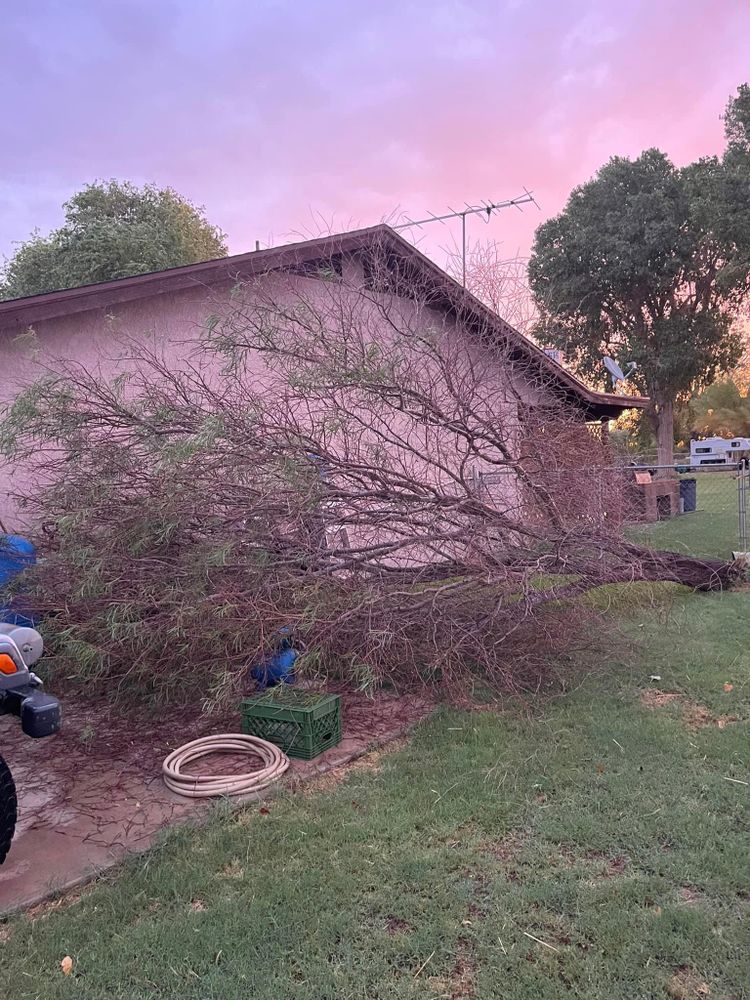 All Photos for Oliver L. Palm & Tree services in Yuma County, AZ