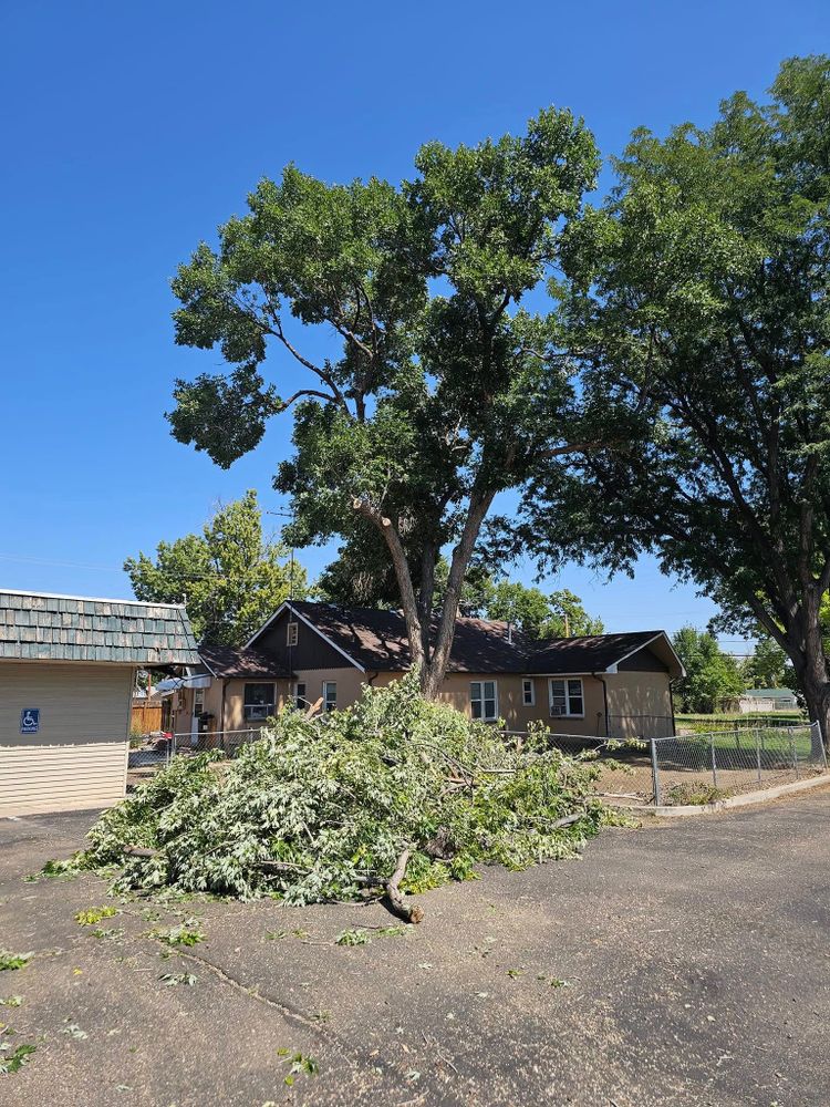 Our Tree Removal service provides safe, efficient removal of unwanted or hazardous trees, protecting your property and landscape. Trust our experts to carefully manage each project with minimal disruption and complete cleanup. for Langston Tree & Landscape in Canon City, CO