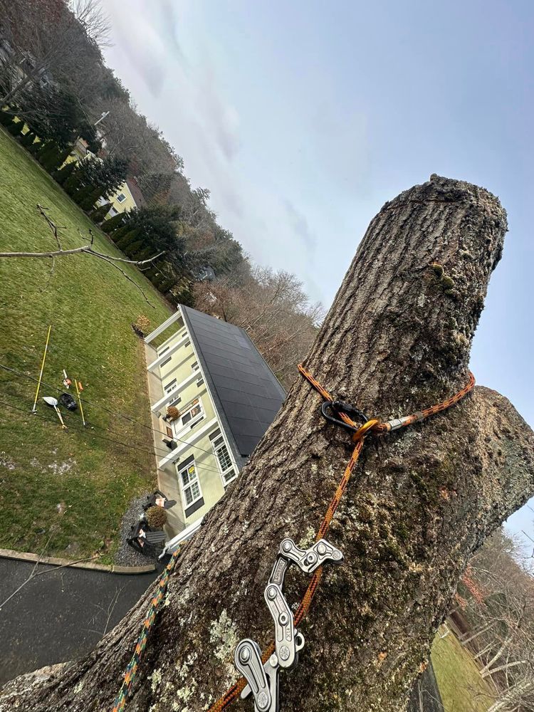 Our Tree Health Assessment service offers a comprehensive evaluation of your trees' overall health, identifying any potential issues or diseases to ensure optimal growth, stability, safety, and longevity. for Leaf and Limb in Townsend, MA