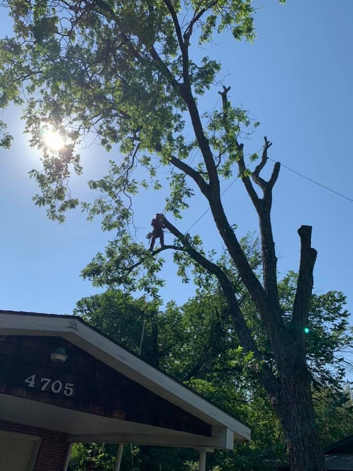 Tree Trimming and Removal for Classic cut tree trimming and removal in Arlington, TX