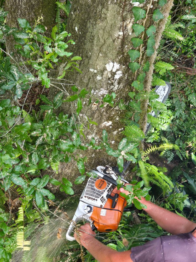 All Photos for Near Me Tree Service, Inc. in DeLand, FL