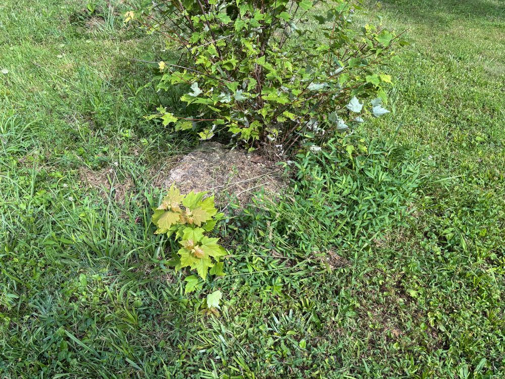 All Photos for Conrad's Stump Removal in Columbus, IN