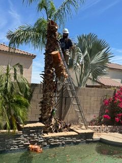 All Photos for Patriot Tree Service in Mesa, AZ