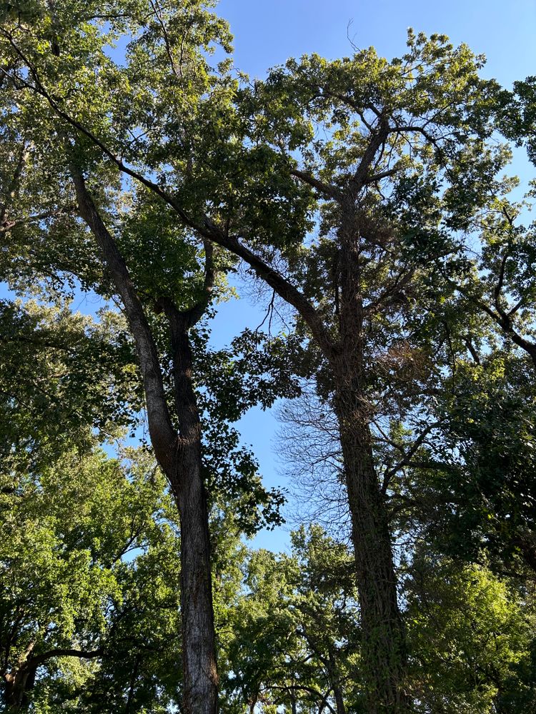 All Photos for Big Bear Tree Service in Newport News, VA