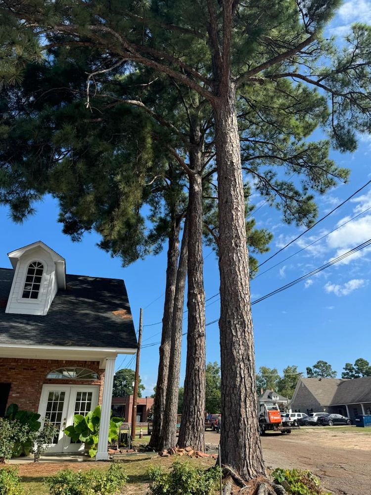 Our expert Tree Removal service ensures safe and efficient removal of unwanted or hazardous trees, enhancing your property's beauty and safety while minimizing disruption to your landscape. Contact us for a consultation. for Sanchez Odd Jobs in Carthage, TX