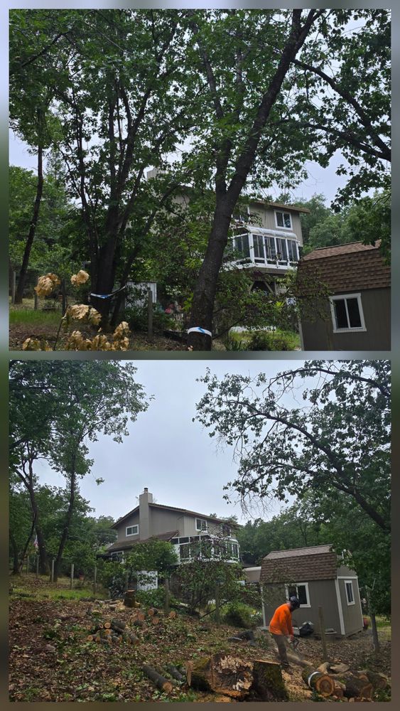 All Photos for George Staddan's Professional Tree Care in Placerville, CA