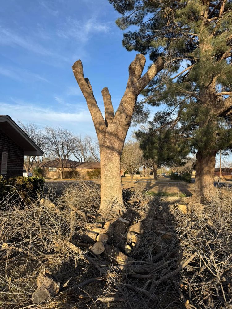 Our Tree Removal service ensures safe and efficient removal of unwanted or hazardous trees, protecting your property and enhancing its aesthetics while prioritizing environmental responsibility and skilled craftsmanship. for Lion In The Tree Trimming Service in Big Spring, TX