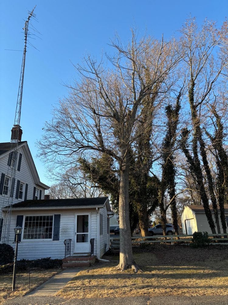 All Photos for Melnyk’s Tree Service in Salem County, NJ