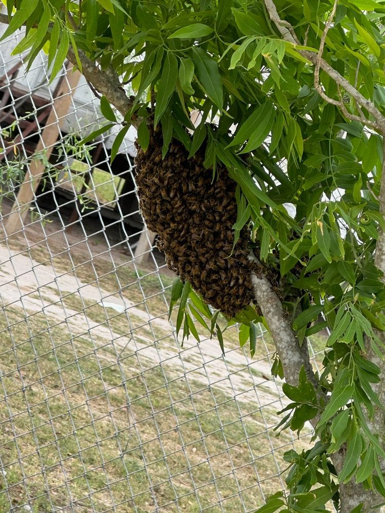 Hive removal work in progress