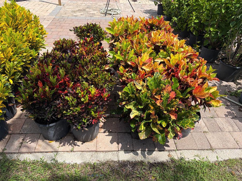 All Photos for Vanic's Landscaping in Port Orange, FL