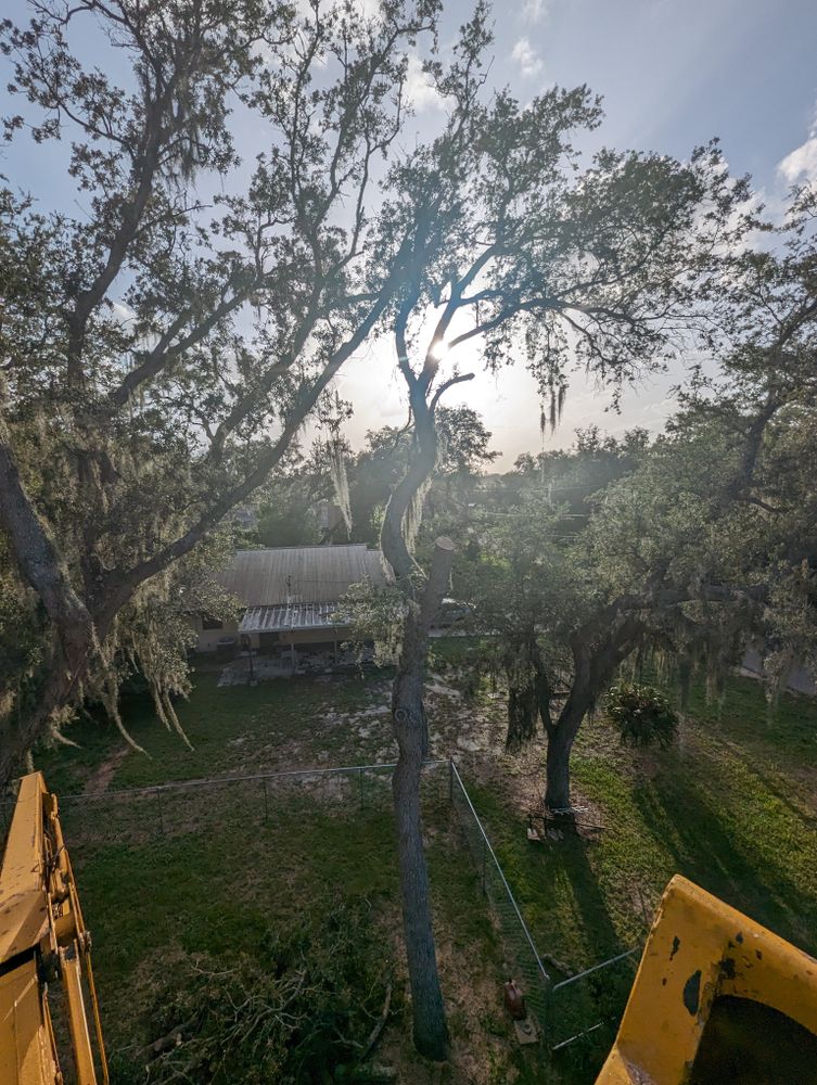All Photos for Regal Tree Service and Stump Grinding in Wauchula, FL