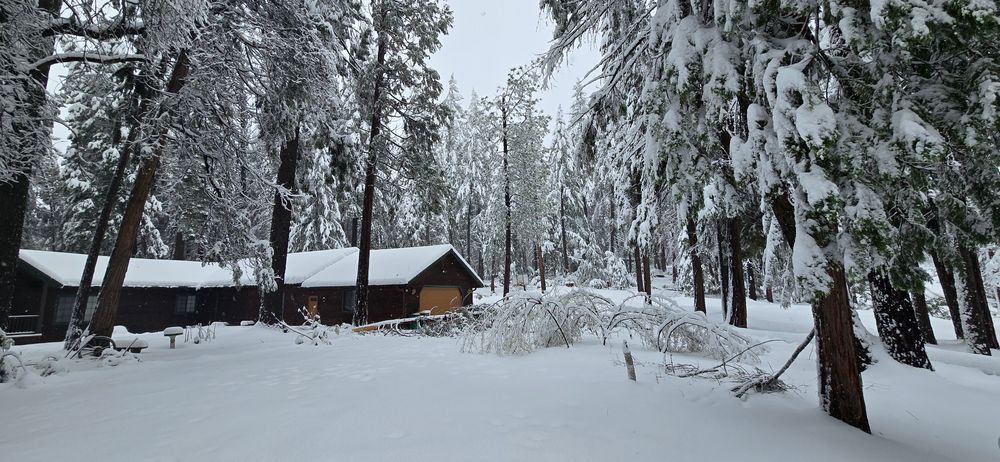 All Photos for George Staddan's Professional Tree Care in Placerville, CA