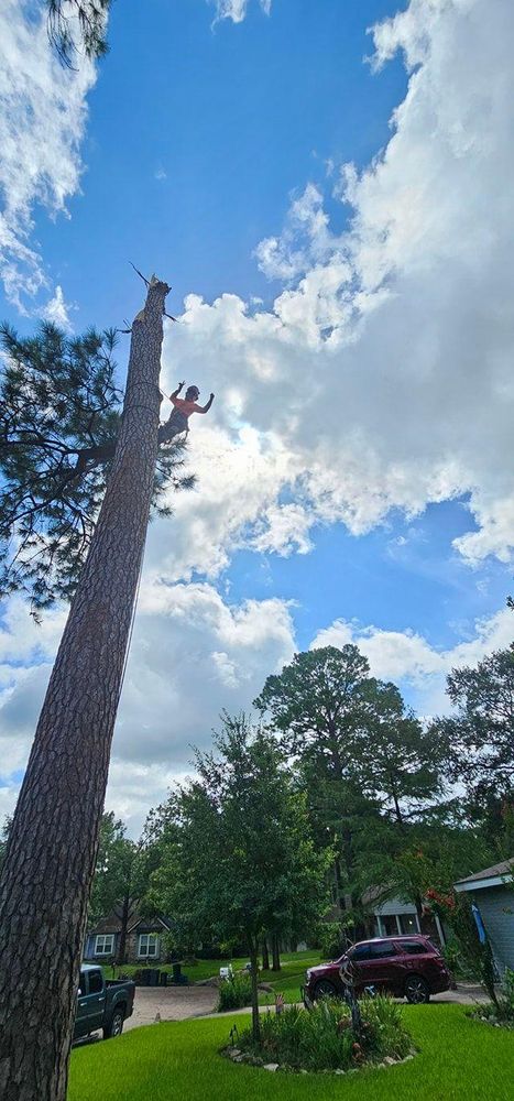 All Photos for Servin's Tree Care  in Houston, TX