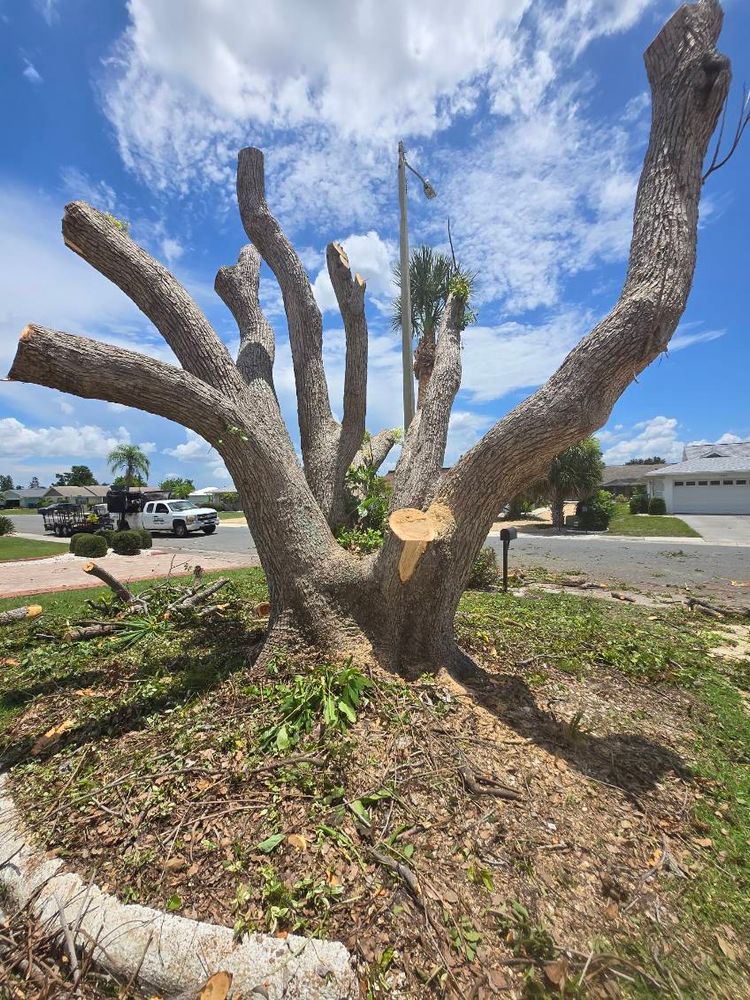 All Photos for TREE BOYS in Ruskin, FL