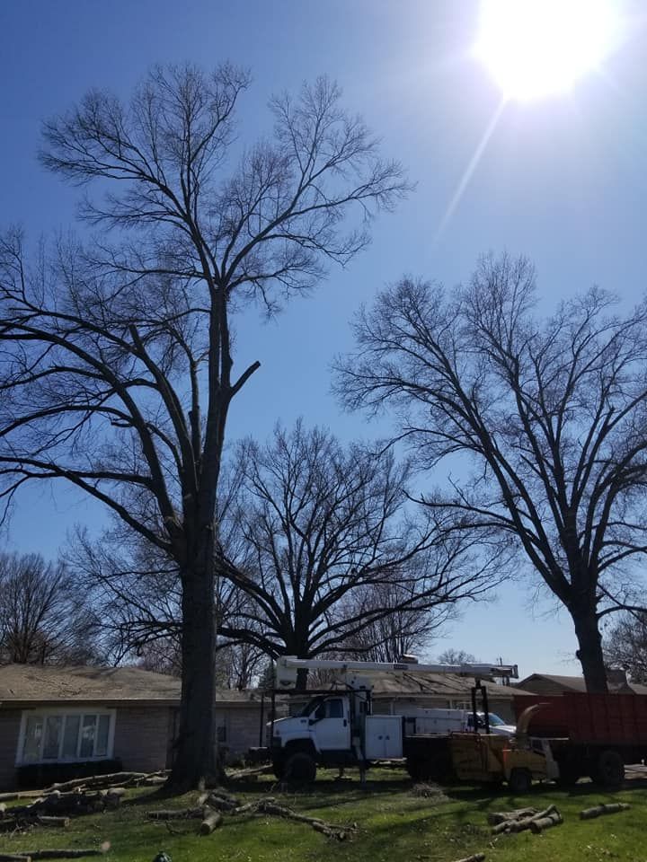 Tree Removal for Lightning Tree Service in Corydon, IN