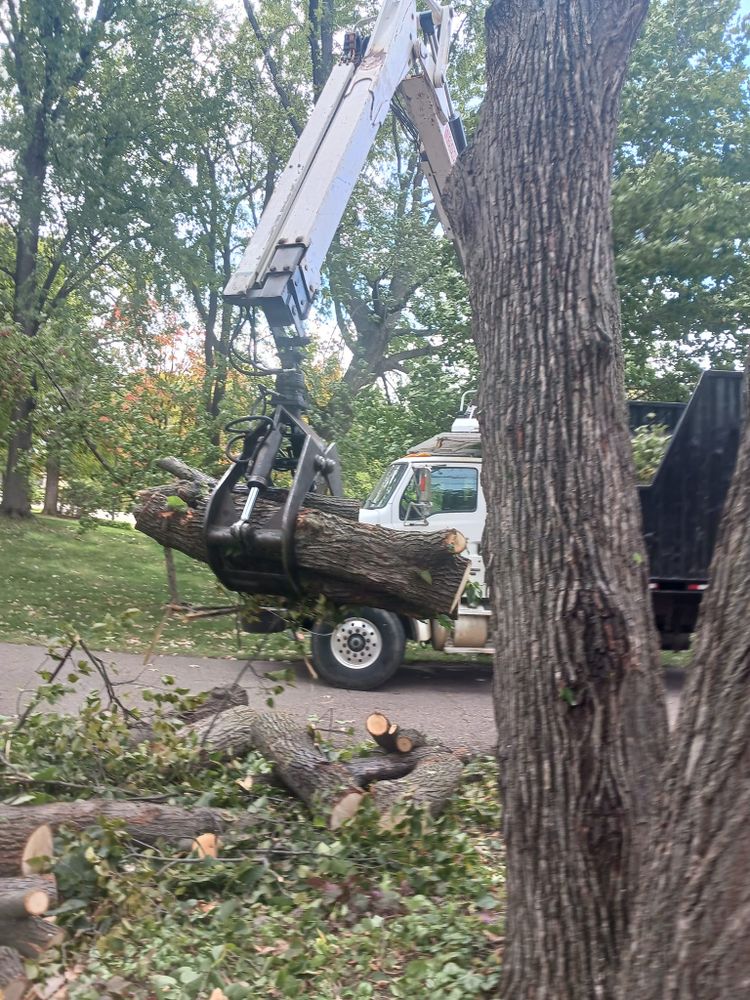 Our tree removal service safely and efficiently eliminates unwanted or hazardous trees, enhancing your property's safety and appearance while ensuring minimal disruption to the surrounding landscape. for Buffalo Family Tree Care in Buffalo, MN