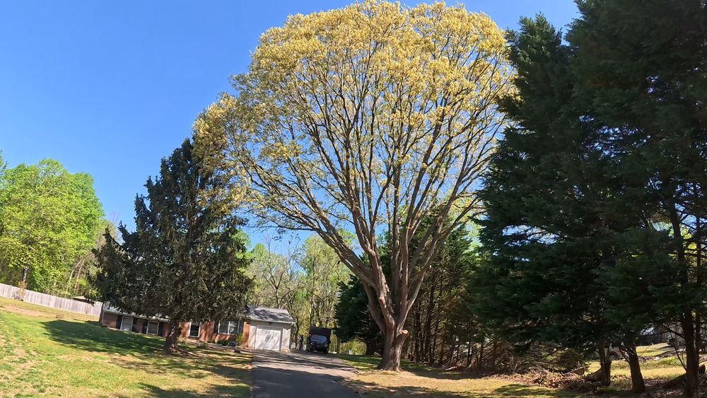 Our tree pruning service involves carefully trimming and shaping trees to promote healthy growth, improve aesthetics, and prevent potential damage. Trust our experienced team to enhance the beauty of your landscape. for Empire Tree Services in Mechanicsville, MD