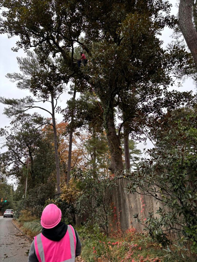 Our Tree Removal service tackles any tree-related concerns you may have, ensuring efficient and safe removal of trees to enhance the beauty and safety of your property. for Pink Pelican Tree Service & Landscaping in Columbia, SC