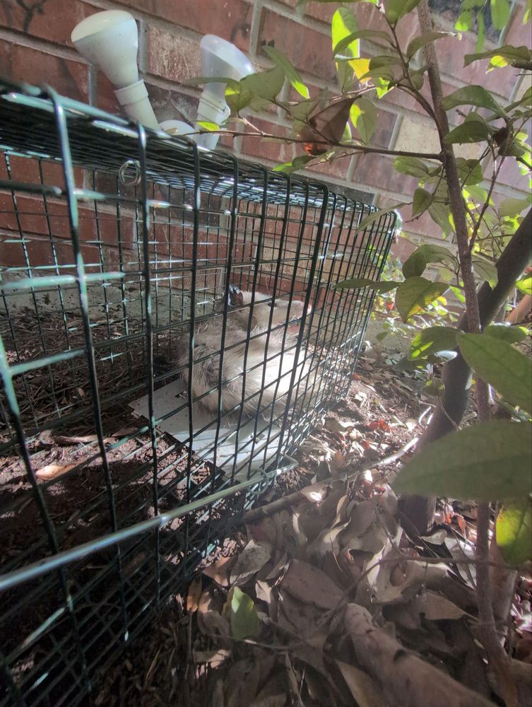 All Photos for Topper's Wildlife Removal in Garland, TX