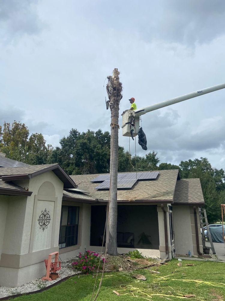 All Photos for Efficient and Reliable Tree Service in Lake Wales, FL