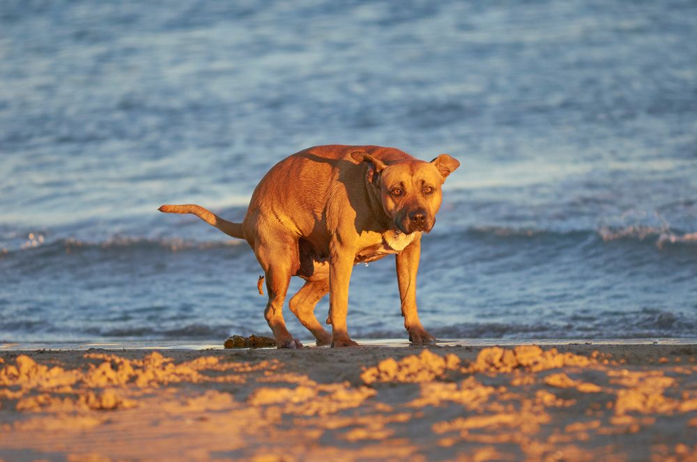 All Photos for River City Scoopers in Midlothian, VA