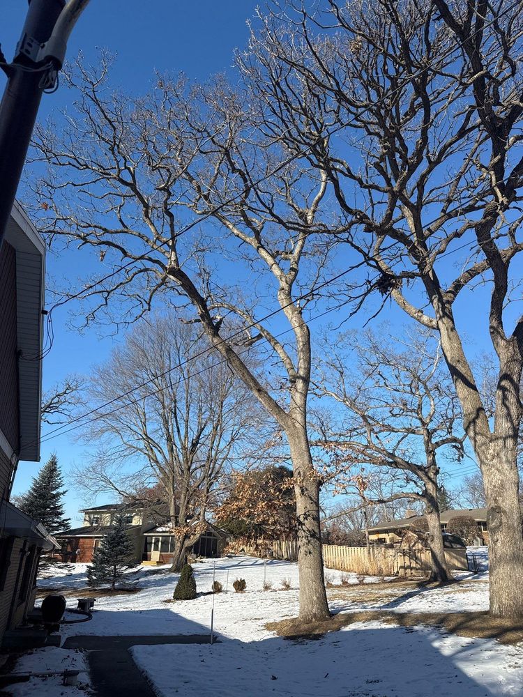 All Photos for Fransen's Tree Service  in Freeport, IL